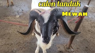 Domba Garut baru plek 2 calon tanduk mewah || Pasar domba Andir Bayongbong