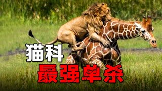 全猫科最强单杀视频：狮子捕杀五倍重长颈鹿，咬住脖子直接按倒