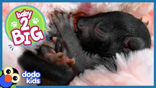 Watch These Tiny Baby Squirrels Get Big and Cute! | Animal Videos For Kids | Dodo Kids Baby To Big