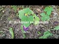 quel engrais peut on utiliser au potager