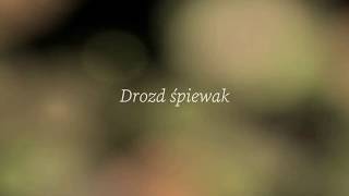 Drozd śpiewak