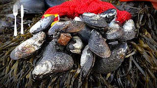 Catch and Cook Mussels - (Delicious and Easy!)