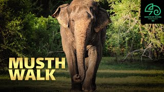 Musth Walk | Giant Elephant Show | Kaudulla National Park | @secretsofnatureSL  | Tuskers and Males