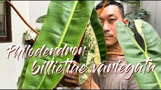 Philodendron billietiae Variegata Care Tips and Propagation - WITH UPDATES!