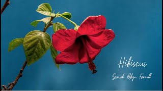 Sarah Robyn Farrell - Hibiscus