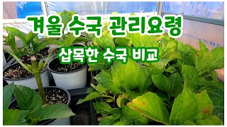 수국 삽목 포트작업 후 겨울철 관리 요령