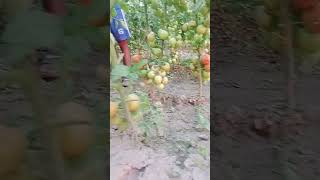 tomato #farming