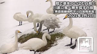 【白鳥に会いに】陸で草をついばむ白鳥と川底に食べ物を探す白鳥 2021年1月21日 青森県藤崎町平川白鳥飛来地にて swan, Aomori, JAPAN