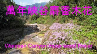 萬年峽谷麝香木花Wannian Canyon musk wood flower