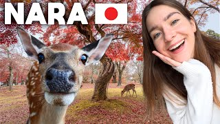 NARA, JAPAN IS A MUST VISIT 🇯🇵 THIS IS WHY!