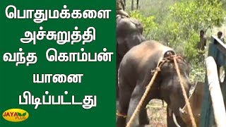 பொதுமக்களை அச்சுறுத்தி வந்த கொம்பன் யானை பிடிப்பட்டது | Hosur | Elephants