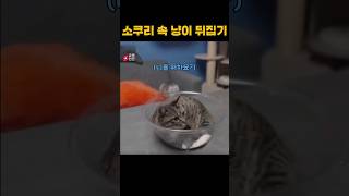 소쿠리 속 냥이 뒤집기