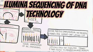 Ilumina Sequencing Of DNA @umerfarooqbiology7083