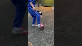 くらいつけ！ディフェンス⚽️サッカー女子にも負けたくない@ボーダーコリーララ #shorts 　#bordercollie #ボーダーコリー