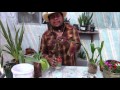 intro to semi hydroponics and full water culture in orchids