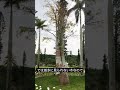 【ミニミニ植物紹介】ザーバオバブ／adansonia za