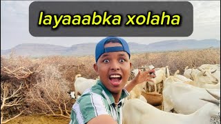 24 SAAC ADHIGA LA JOOGEY | MARKII IGU HOREYSEY EEN XOOLO RAACO