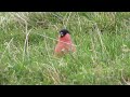 northern bullfinch on fair isle. october 2016 biking birder