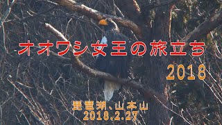 【山本山オオワシ】　琵琶湖の女王が旅立ち　2018.2.27　最後の５分