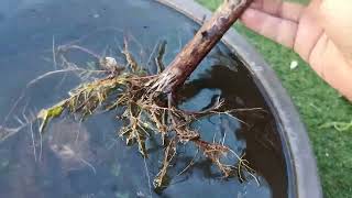 Winter Pruning my Taxodium Pre-Bonsai- Bonsai from Scratch