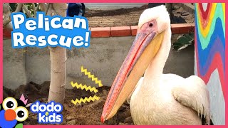 Pelican Is The Queen Of This Rescuer's Backyard | Animal Videos For Kids | Dodo Kids