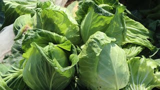 กะหล่ำปลีรูปหัวใจ | ตัดกะหล่ำปลีสายพันธุ์หัวแหลม |  cabbage Harvest#May2019