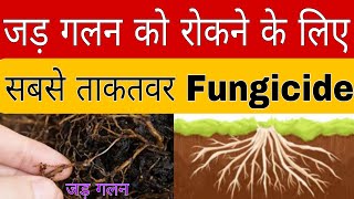 फसलों में जड़ गलन से छुटकारा पाने के लिए 5 पावरफुल फफूंदी नाशक | control root rot |