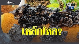 ฮือฮาหินสีดำโผล่สวนยาง​นับหมื่นชิ้น ส่งตรวจลุ้นเป็นเหล็กไหล : Matichon TV