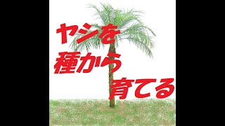 冬の観葉植物たち　椰子フェニックス・ロベレニーの成長