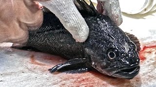 우럭회 싸고 맛있는 집 / How to fillet a rockfish / Korean Street Food