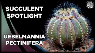 Succulent Spotlight - Uebelmannia Pectinifera | #Cactus \u0026 #Succulent Collection