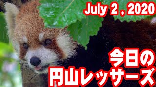 【レッサーパンダ】今日の円山レッサーズ　July 2 , 2020　Red Pandas at Maruyama Zoo