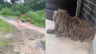 A dirty and smelly stray dog, he was looked down upon \u0026 disliked for long time, watch his transform!