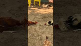 GP SAR Fighter 's #rooster #viral #comedy #shorts #bhimavaram