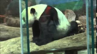 20140405團團吃中餐了The Giant Panda Tuan Tuan