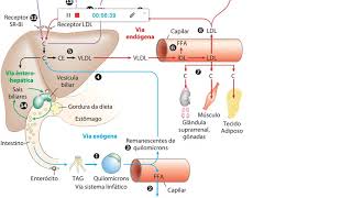 Metabolismo dos Lipideos