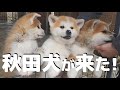 A cute Akitainu girl came to a childless couple in their 20s