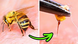 Why Bees Don't Survive After Stinging You (and Other Cool Facts About Bees, Wasps, Hornets)