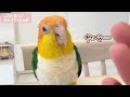 間違ってママを噛んで大怪我させちゃったインコの反応がこちらです‥w【シロハラインコ】