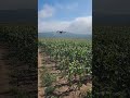 DRONE SPRAYING CORN CROP DJI AGRAS T30 #explore#agridrone#farming#drone#agriculture#agriculturedrone