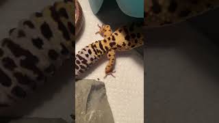 Adorable Leopard Gecko #shorts