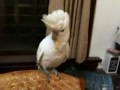 parrot dancing gangnam style