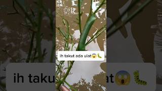 ulat ini gemuk dan besar banget tapi ga berbulu #shorts #youtubeshorts