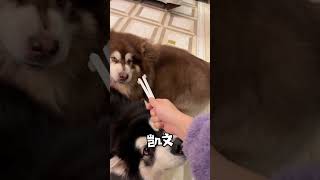 【凯文呐】给修狗刷个牙也太难了吧！#阿拉斯加犬 #萌宠