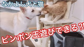 犬と猫がピンポン球で遊ぶとこうなった笑　犬と猫　【なかよし犬と猫】【保護猫　保護犬　かわいい癒やし動画】【犬と猫どっちも飼ってると毎日たのしい】