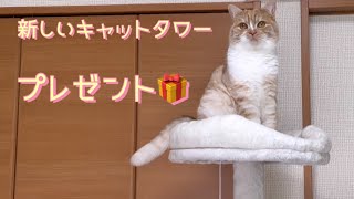 新しいキャットタワーをプレゼントしたらこうなりました　new cat tower gift