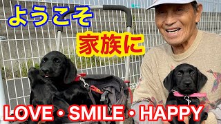 家族になる 【ラブラドールレトリバー】 LOVE・SMILE・HAPPY 子犬を迎えて