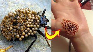 दुनिया के 10 सबसे दर्दनाक कीड़े 10 Most Dangerous Bugs In The World