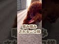 128日目【トイプードル】落としたおもちゃを拾えと要求するニコ様 日常 dog toypoodle shorts