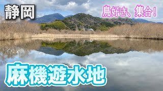 【麻機遊水地】バードウォッチングの聖地なのに、鳥を撮れないヘタレ【静岡観光 2020年3月】